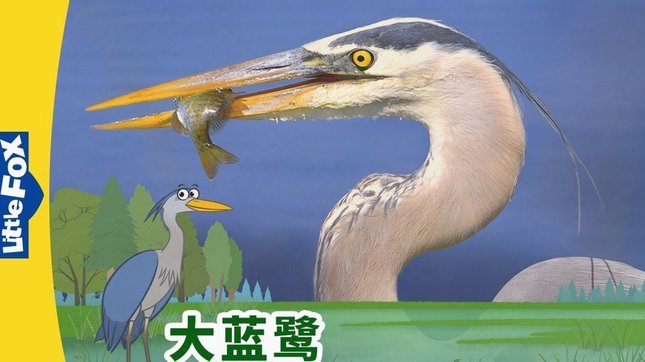 小将头号球星，海牛太子邝兆镭将于周五亮相青岛极地海洋公园，与明星动物比拼球技！