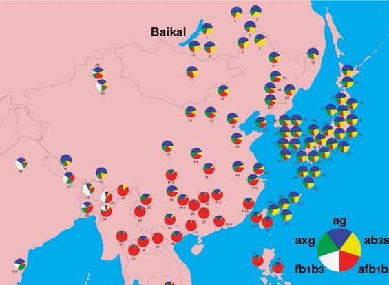 日本人种是不是亚洲地板